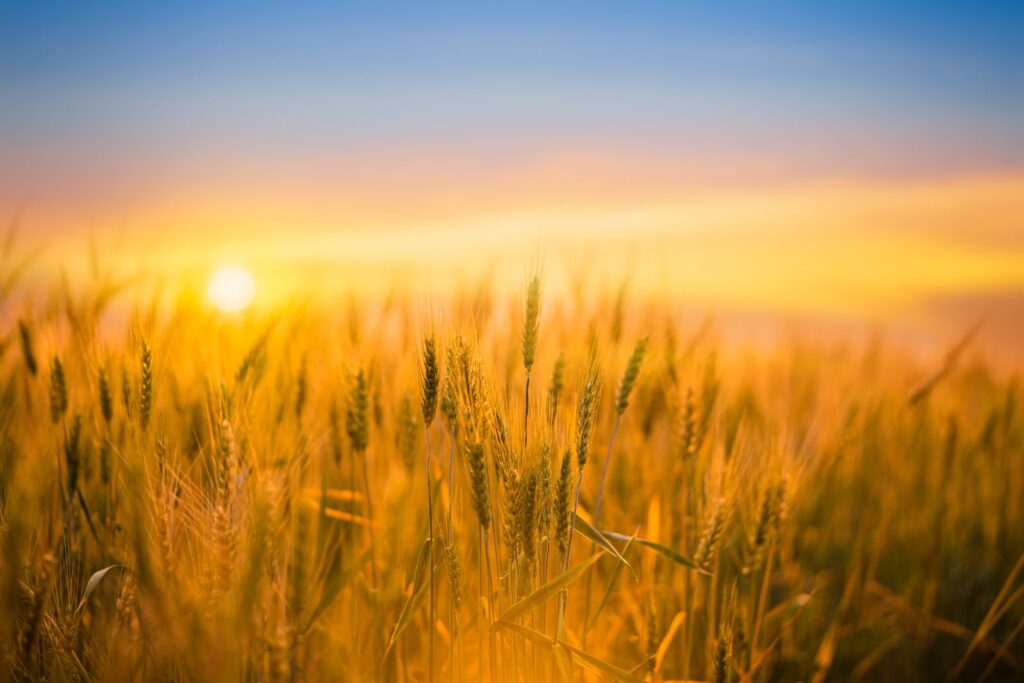 Wheat Extends to 3-year Highs on Thursday Wheat Extends to 3-year Highs on Thursday